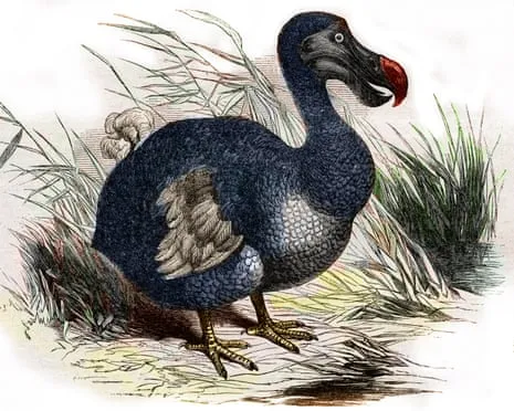 Researchers Claim They’ve Made a ‘Major Breakthrough’ in Bringing Back the Dodo for the First Time in Multiple Generations